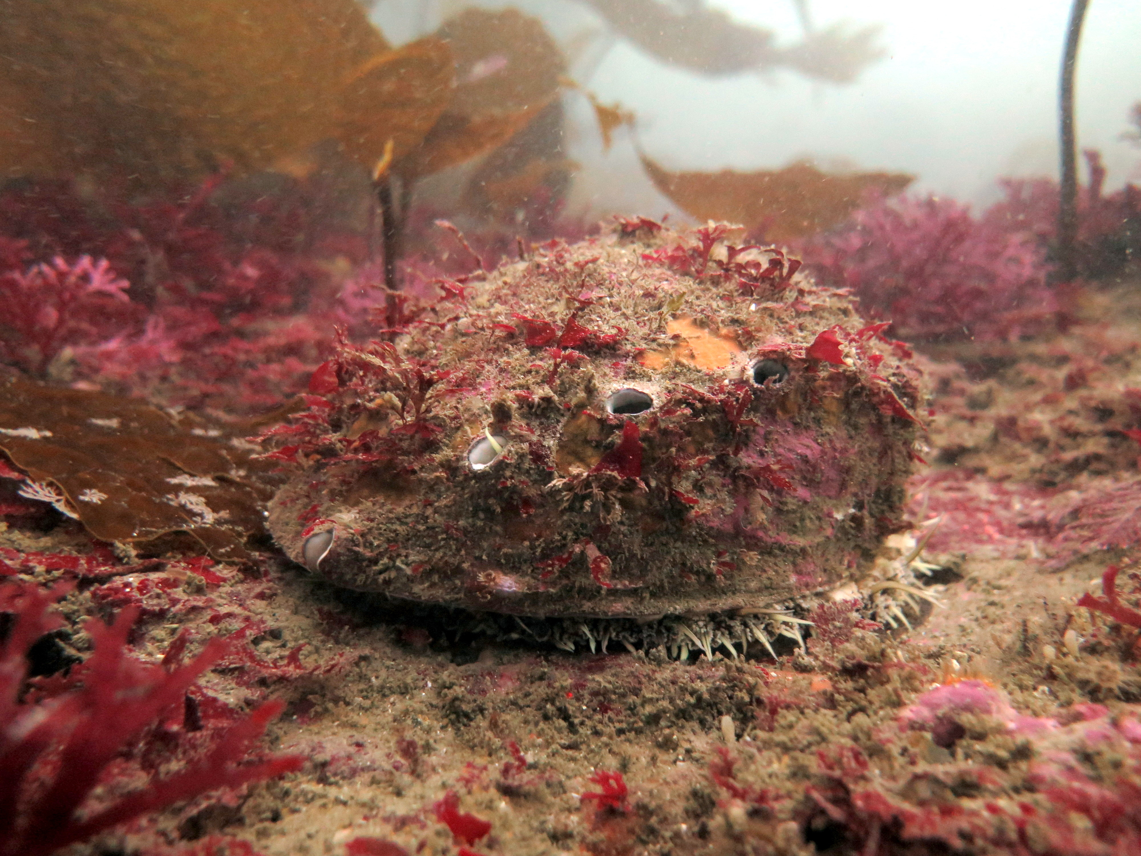 A wild white abalone (H. sorenseni) seen in the field in its preferred habitat. Source: Athena Maguire/CDFW