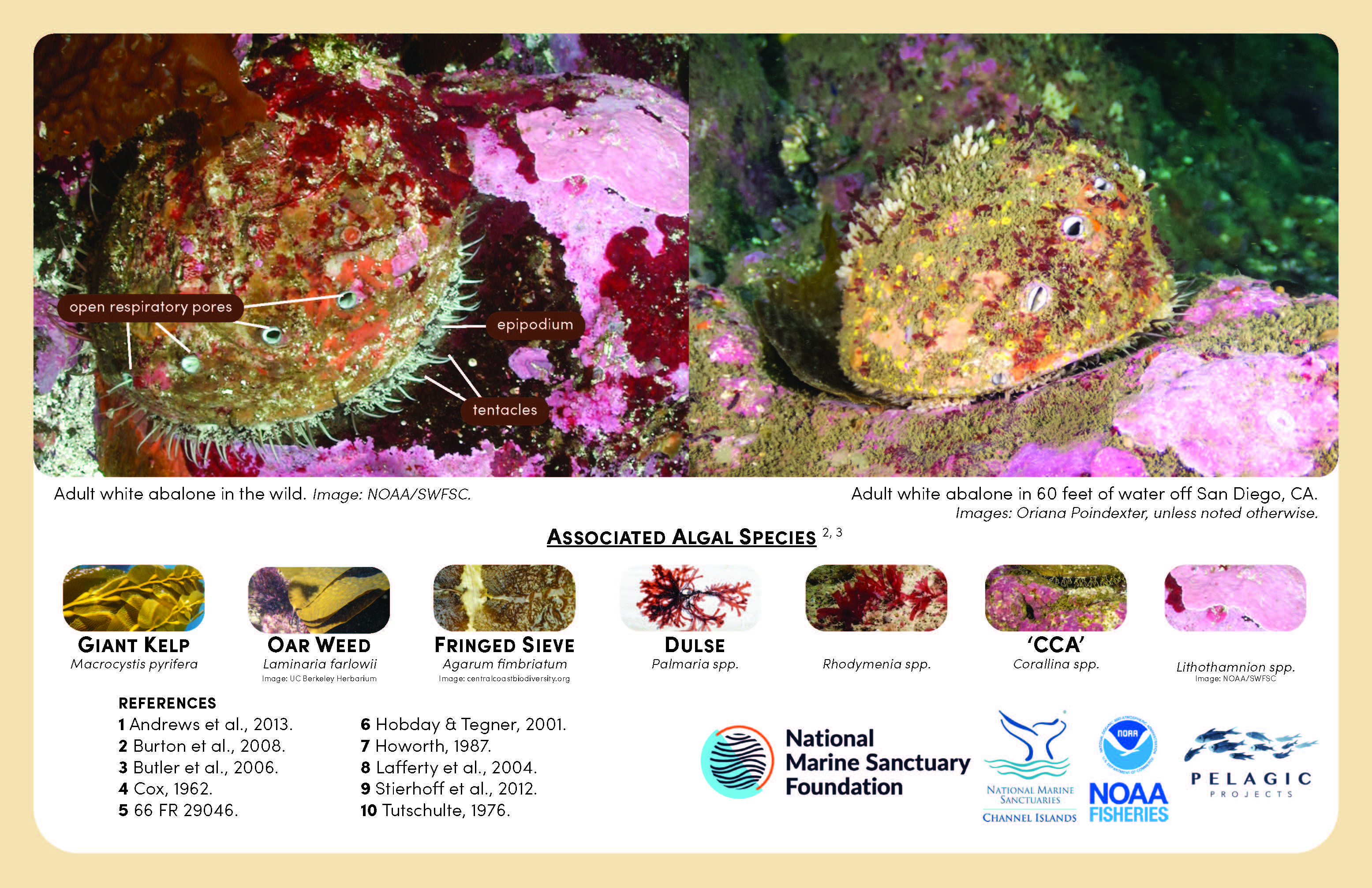 Guide to identifying abalone